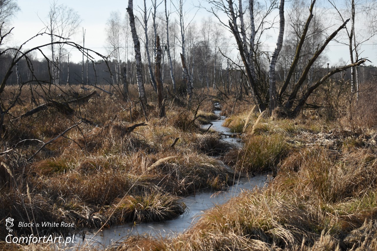 Torfowisko Wielkie Błoto rzeczka